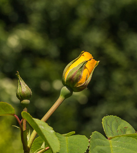 File:Knop Rosa 'Rugelda'. Locatie, Tuinen Mien Ruys 02.jpg