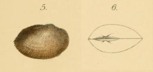 Bathyarca glacialis (from Kobelt, 1891: Pl. 38, Fig. 5 + 6 [1])