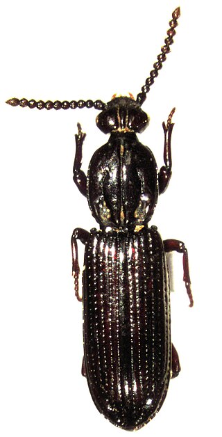 <i>Kupeus</i> Genus of beetles