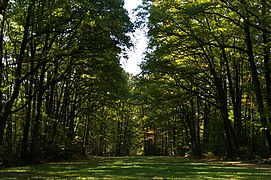 La forêt de Charnie.