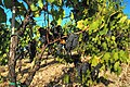 La Vigna di Sangiovese.jpg