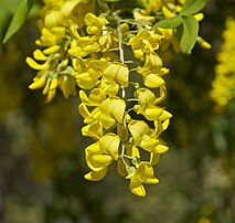 Grappe de cytise faux ébénier (Laburnum anagyroides). (définition réelle 3 099 × 2 944)