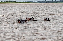 Lake Tana, Ethiopia (51643758791).jpg