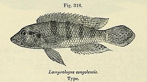 Lamprologus congoensis.jpg