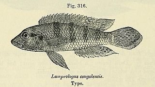 <i>Lamprologus congoensis</i> Species of fish