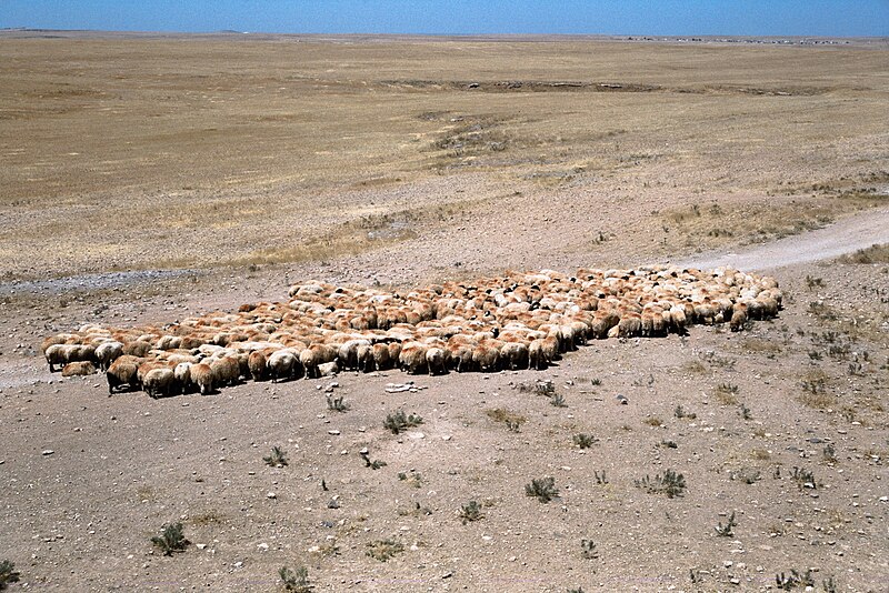 File:Landscape, Qasr Ibn Wardan (قصر ابن وردان), Syria - Flock of sheep - PHBZ024 2016 3701 - Dumbarton Oaks.jpg