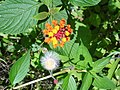 Lantana camara