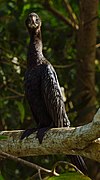 Large Cormorant.jpg