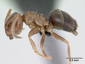 Рабочий муравей Lasius brunneus