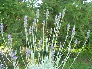 <i>Lavandula lanata</i> Species of plant in the family Lamiaceae