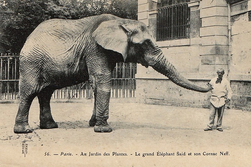 File:Le grand éléphant Saïd et son cornac Neff-Jardin des Plantes-Paris.jpg