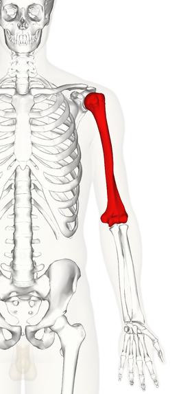 Humerus - Wikipedia