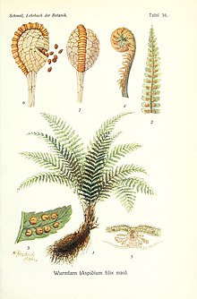 Lehrbuch der Botanik (Taf. 36) (8071721203).jpg