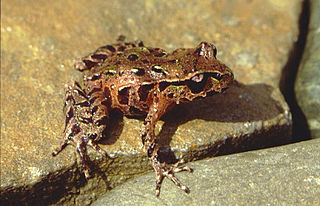 <span class="mw-page-title-main">Archey's frog</span> Species of amphibian