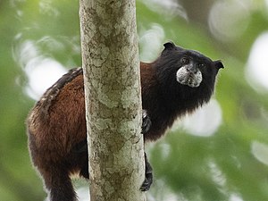 Schwarzkopftamarin: Merkmale, Lebensraum und Lebensweise, Ernährung