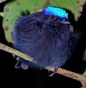 Lepidothrix coronata 1.jpg