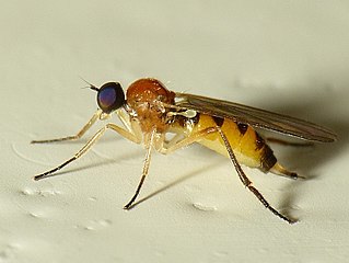 <i>Leptopeza flavipes</i> Species of fly