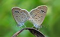 Lesser grass blue