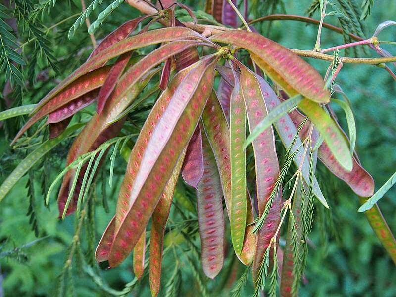 File:Leucaena leucocephala Leucena białogłówkowa 2020-07-28 05.jpg