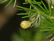 Bud of Asparagus acutifolius Liliaceae - Asparagus acutifolius-1.JPG