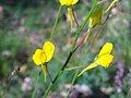 Linaria espartea FlowersCloseup2 04April2009 DehesaBoyalPuertollano.jpg