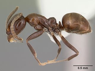 <i>Linepithema dispertitum</i> Species of ant