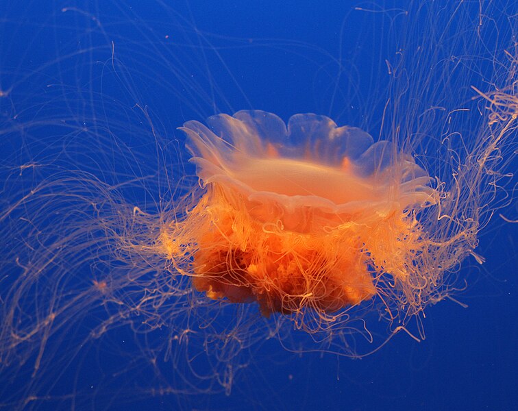 File:Lion's Mane Jelly (15735561026).jpg