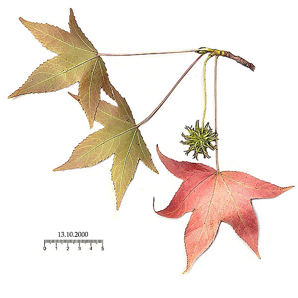 File:Liquidambar styraciflua leaves.jpg