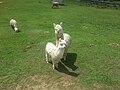 Llamas 2.jpg