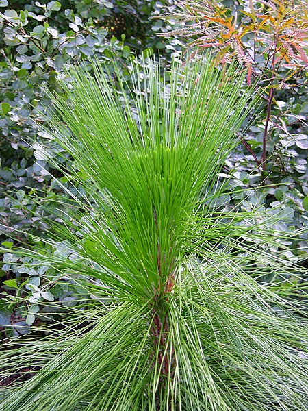 File:Longleaf Pine Pinus palustris Sapling 2448px.jpg