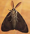 Vista ventral d'un imago masculí de Lymantria dispar