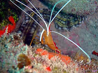 <i>Lysmata grabhami</i> Species of crustacean