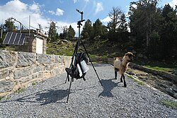 Hungry goat after my meal