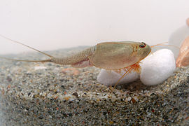 アメリカカブトエビ Triops longicaudatus（背甲目）