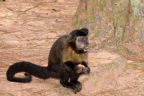 Descrição da imagem Macaco-prego Manduri 151207 15.JPG.