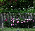 Garden fence