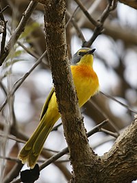 Chlorophoneus Sulfureopectus