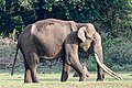 * Nomination Old male elephant. Elephas maximus indicus. Nagarhole Nat'l Park, India --Tagooty 02:56, 25 June 2022 (UTC) * Promotion  Support Good quality.--Agnes Monkelbaan 04:25, 25 June 2022 (UTC)