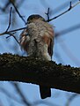 Male Sparrowhawk.JPG