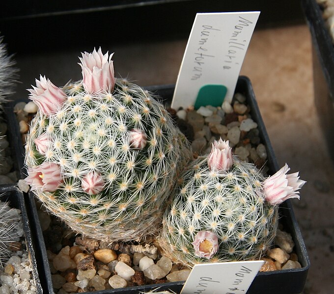 File:Mammillaria schiedeana subsp. dumetorum.jpg