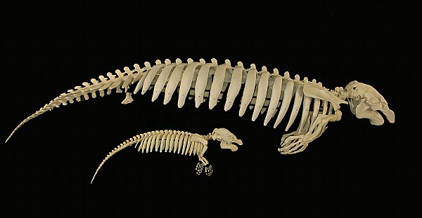 A skeleton of a manatee and calf, the Museum of Osteology, Oklahoma City