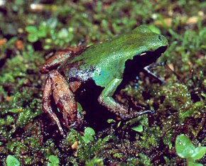 A Mantella nigricans01.jpg kép leírása.