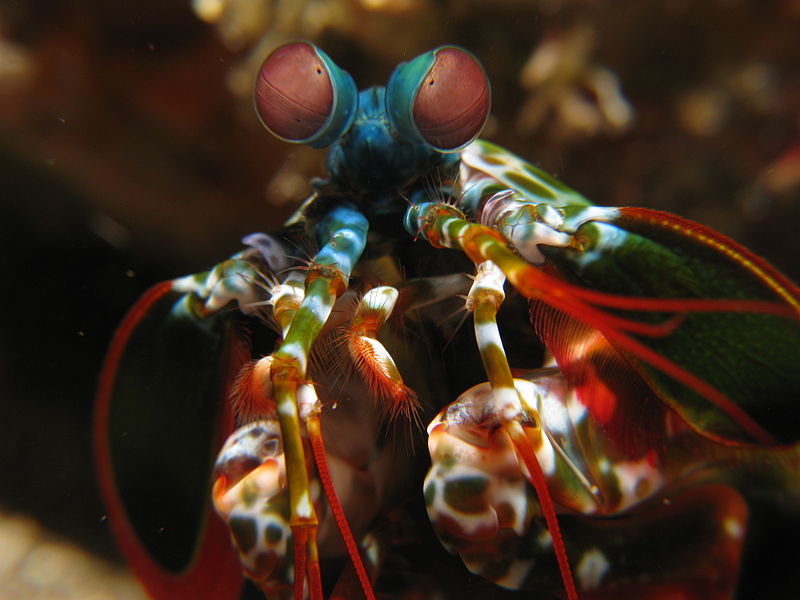 Tập tin:Mantis shrimp (Odontodactylus scyllarus).jpg