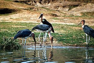 Marabus (Leptoptilos crumeniferus)