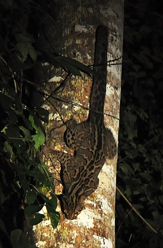 <span class="mw-page-title-main">Marbled cat</span> Small wild cat