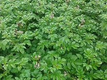 The leaves of Maris Piper Maris Piper canopy.jpg