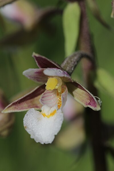 File:Marsh Helleborine - Epipactis palustris (18547999624).jpg