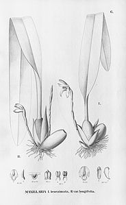 plate 6 Maxillaria leucaimata (fig. II as syn. Maxillaria leucaimata var. longifolia)