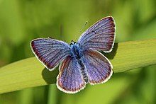 Mazarine blue (Polyommatus semiargus) male.jpg