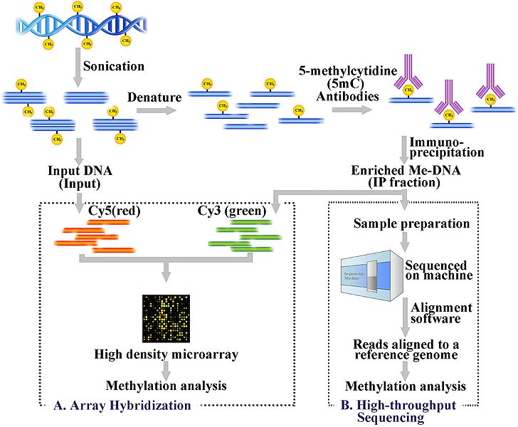 File:Medip-final-3.jpg